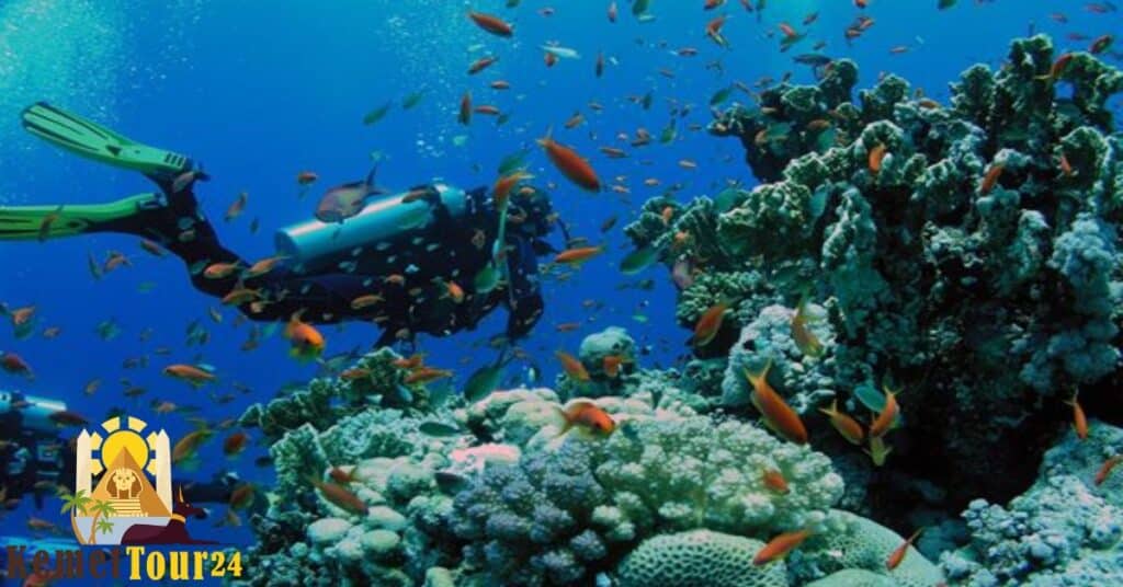 дайвинг красное море